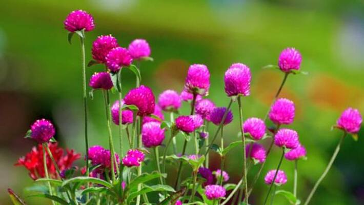 gomphrena globosa how to grow gomphrena globosa how to grow