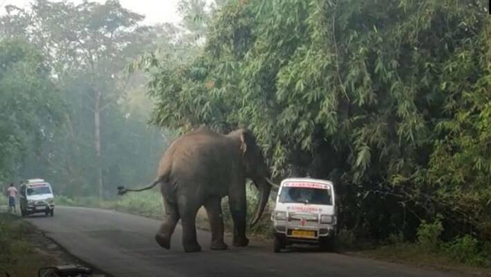 Elephant attacked on road at Bankura ASB Elephant attacked on road at Bankura ASB