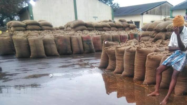 Farmers are afraid that the harvested paddy will be wasted by drowning in water. seeman demanding. Farmers are afraid that the harvested paddy will be wasted by drowning in water. seeman demanding.