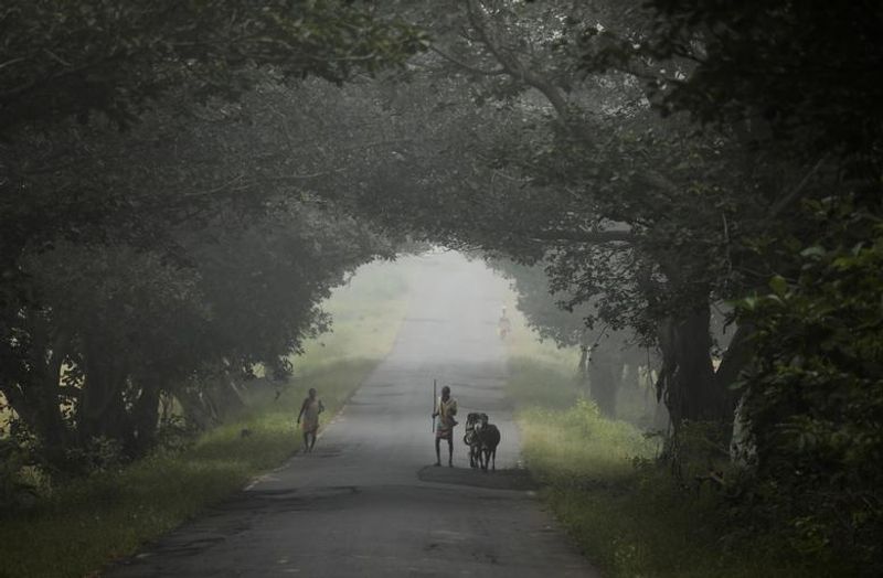 half of the indian population will be covid patients by february