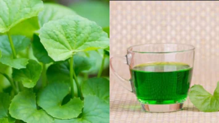 Eating this herbal leaf in every morning to retain youth for lifetime BRD Eating this herbal leaf in every morning to retain youth for lifetime BRD