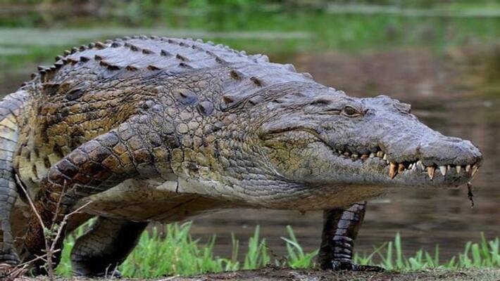 Man wrestles alligator after it grabs zookeeper hand viral video bmm Man wrestles alligator after it grabs zookeeper hand viral video bmm