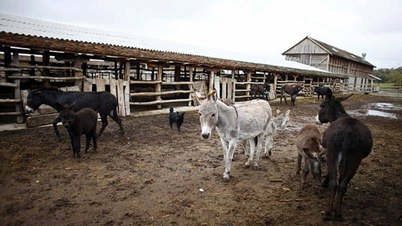 Dhiren Solanki: Gujarat Man Sets Up Donkey Farm, Sells Milk Online At Rs 5,000 A Litre sgb