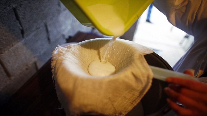 balkan donkey milk world's most expensive cheese know its benefits BDD