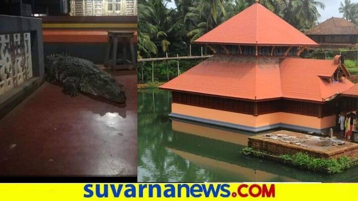 Kerala God Crocodile Babiya Enters To Temple snr Kerala God Crocodile Babiya Enters To Temple snr