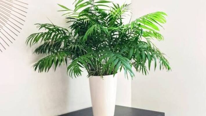 how to grow parlor palm as indoor how to grow parlor palm as indoor