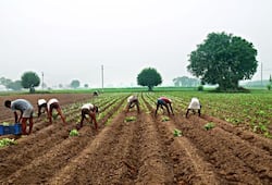 Chhattisgarh amends Mandi Act, farmers will get more benefits