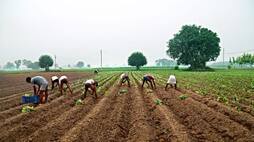 Chhattisgarh amends Mandi Act, farmers will get more benefits