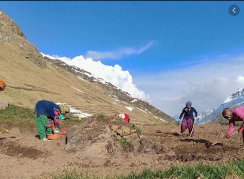 India begins Heeng cultivation in Himachal Pradesh