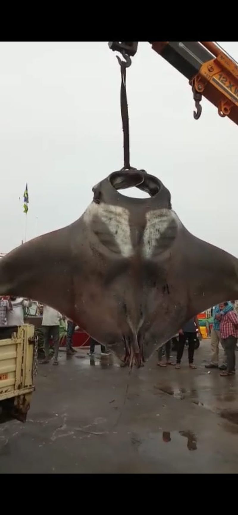 two large string ray fish sown in a trap at malpe rbj