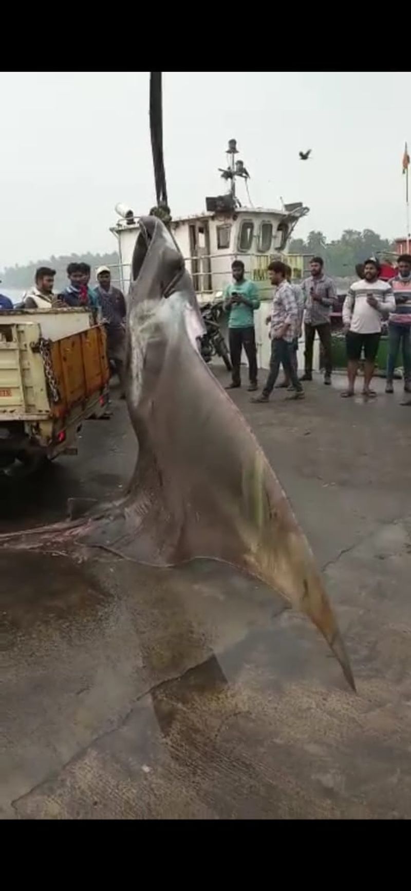 two large string ray fish sown in a trap at malpe rbj