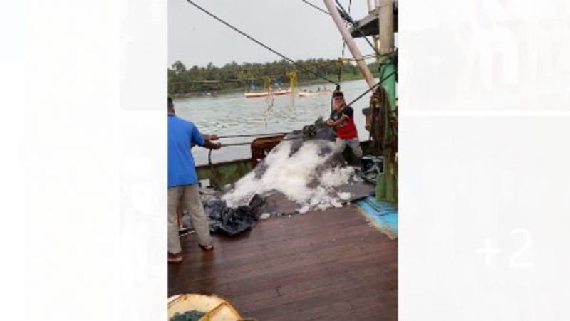 two large string ray fish sown in a trap at malpe rbj