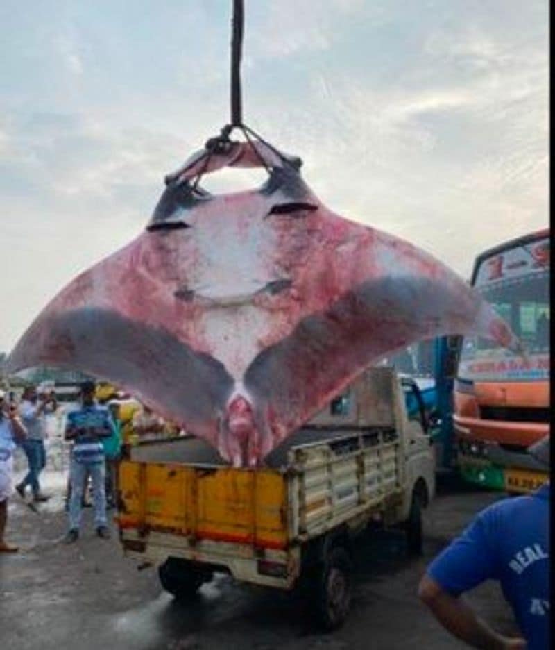 two large string ray fish sown in a trap at malpe rbj