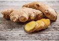 Ayurveda Multiple uses of ginger, make it one of the most significant herbs in ancient practice