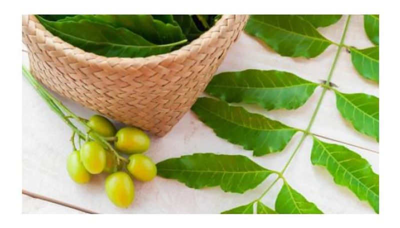 ಹಸಿವಿನ ನಿಯಂತ್ರಣ : ಬೇವು ಹಸಿವನ್ನು ನಿರ್ಬಂಧಿಸಬಹುದು ಮತ್ತು ಮುಂದಿನ ಊಟದಲ್ಲಿ ಕಡಿಮೆ ತಿನ್ನಲು ಸಹಾಯ ಮಾಡುತ್ತದೆ. ಬೇವು ನಾರಿನಂಶದಿಂದ ಸಮೃದ್ಧವಾಗಿದೆ, ಜೀರ್ಣಕ್ರಿಯೆಯನ್ನು ನಿಧಾನಗೊಳಿಸುತ್ತದೆ ಮತ್ತು ದೀರ್ಘಕಾಲದವರೆಗೆ ಸಂತೃಪ್ತಿಯನ್ನು ಉತ್ತೇಜಿಸಲು ಸಹಾಯ ಮಾಡುತ್ತದೆ.
