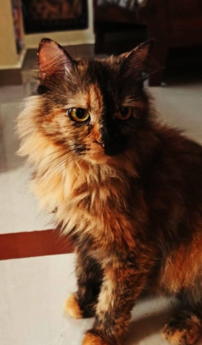 owner complain his Persian cat was missing