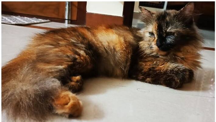 owner complain his Persian cat was missing owner complain his Persian cat was missing
