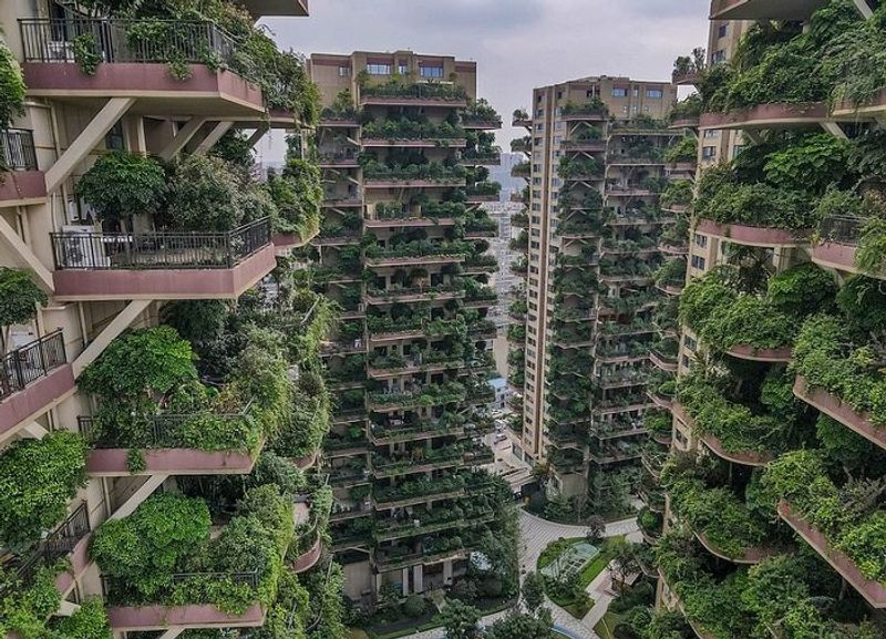 China Green housing project turns into mosquito infested jungle dpl