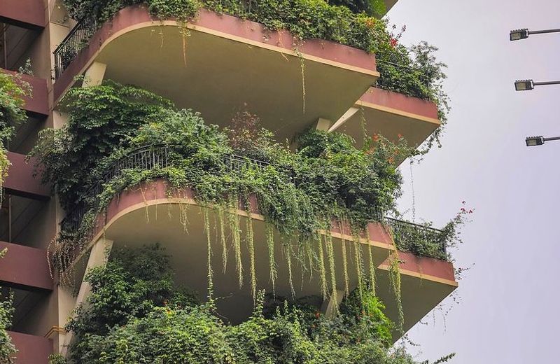 China Green housing project turns into mosquito infested jungle dpl
