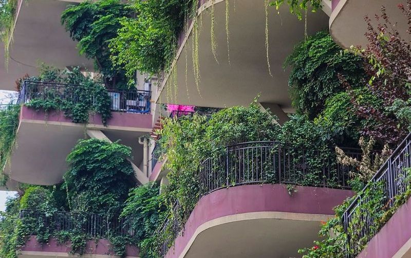 China Green housing project turns into mosquito infested jungle dpl