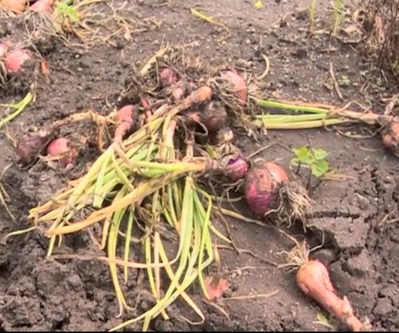 Onion Price Increase Due to Heavy Rain in Gadag District grg