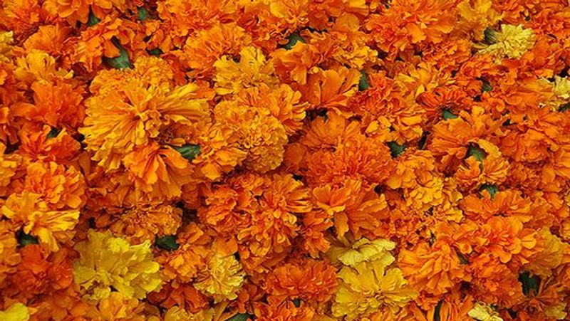 బంతిపూల ఫేస్ మాస్క్ ఎలా తయారు చేయాలంటే.. కొన్ని బంతిపూలను మిక్సీలో వేసి మెత్తటి పేస్టులా తయారు చేయాలి. దీనికి ఓ స్పూన్ అలివ్ ఆయిల్ కలపాలి. దీనివల్ల పేస్ట్ తొందరగా పాడవ్వకుండా ఉంటుంది. ఇప్పుడు ఈ మిశ్రమాన్ని ఓ గ్లాస్ జార్ లో తీసుకుని జాగ్రత్తచేస్తే 4,5 రోజులవరకు వాడుకోవచ్చు.