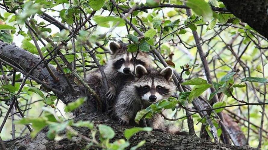 corona virus spread from infected raccoon dogs says international experts corona virus spread from infected raccoon dogs says international experts