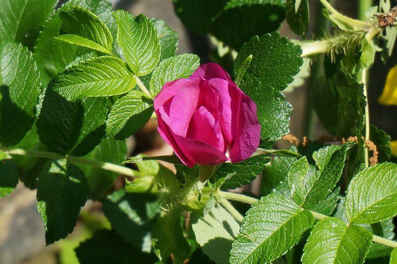 Rugosa Rose how to grow and how to use for making ice cream