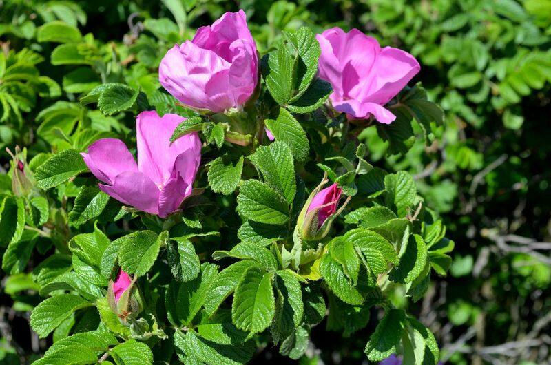 Rugosa Rose how to grow and how to use for making ice cream