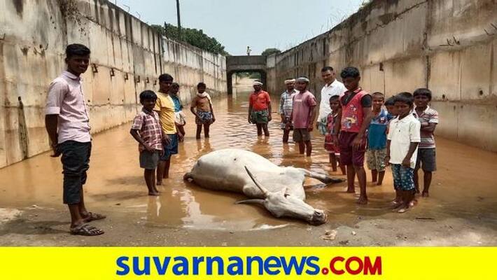 Ox Dies for Bullock Cart Fallen in Railway Underpass in Haveri District grg Ox Dies for Bullock Cart Fallen in Railway Underpass in Haveri District grg