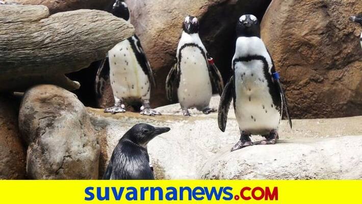 gay penguins stole an entire egg nest from lesbian penguins dpl gay penguins stole an entire egg nest from lesbian penguins dpl