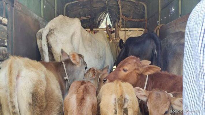 Illegally 49 Cows Transport to Slaughterhouse in Kudligi in Ballari District grg Illegally 49 Cows Transport to Slaughterhouse in Kudligi in Ballari District grg