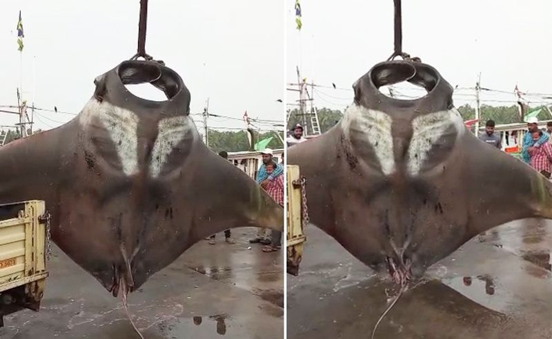 Karnataka fisherman catches two giant manta rays, weight 750 kg and 250 kg