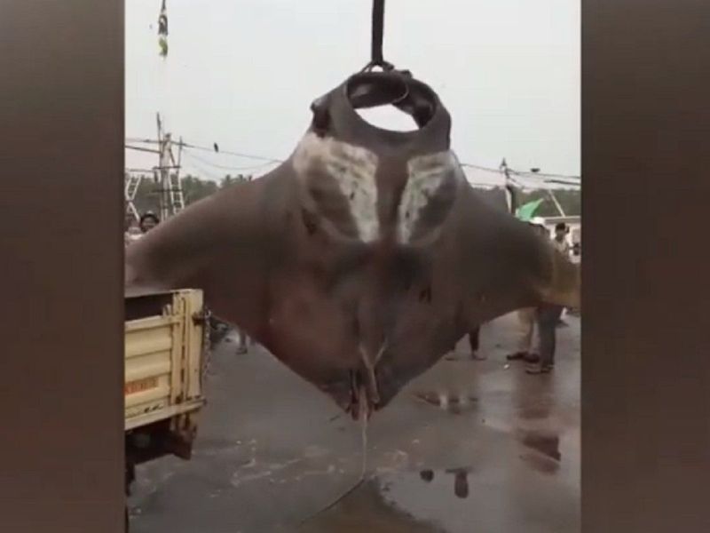 Karnataka fisherman catches two giant manta rays, weight 750 kg and 250 kg
