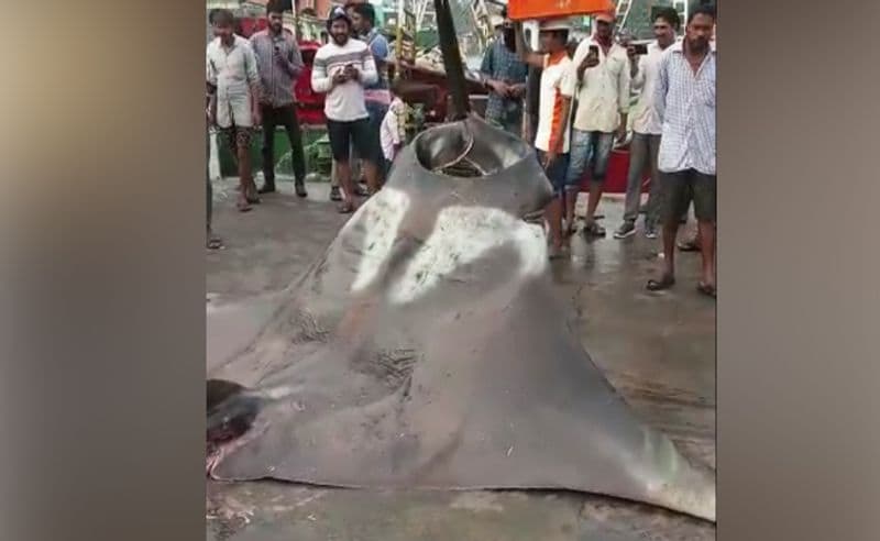 Karnataka fisherman catches two giant manta rays, weight 750 kg and 250 kg