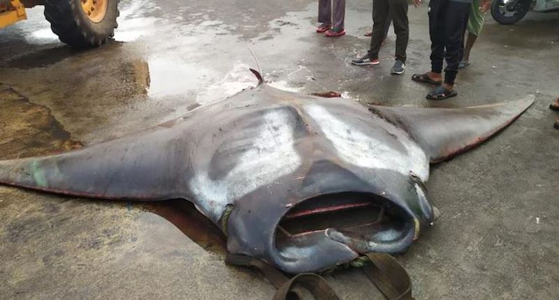 Karnataka fisherman catches two giant manta rays, weight 750 kg and 250 kg