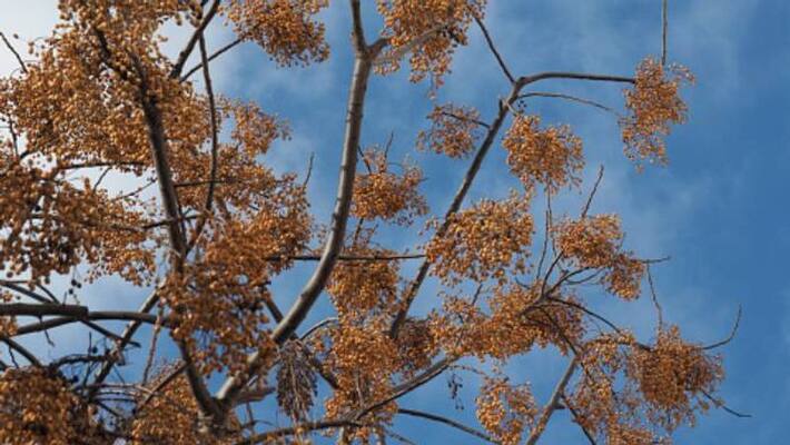 Chinaberry tree can be strung into necklaces and bracelets Chinaberry tree can be strung into necklaces and bracelets