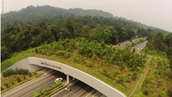 animal crosing bridge in india fake claim with singapores eco link bridge picture kpt animal crosing bridge in india fake claim with singapores eco link bridge picture kpt