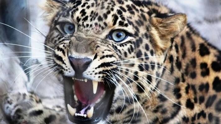 Teenager killed by leopard in Nainital, 2nd fatality in same area in 24 hours ALB Teenager killed by leopard in Nainital, 2nd fatality in same area in 24 hours ALB
