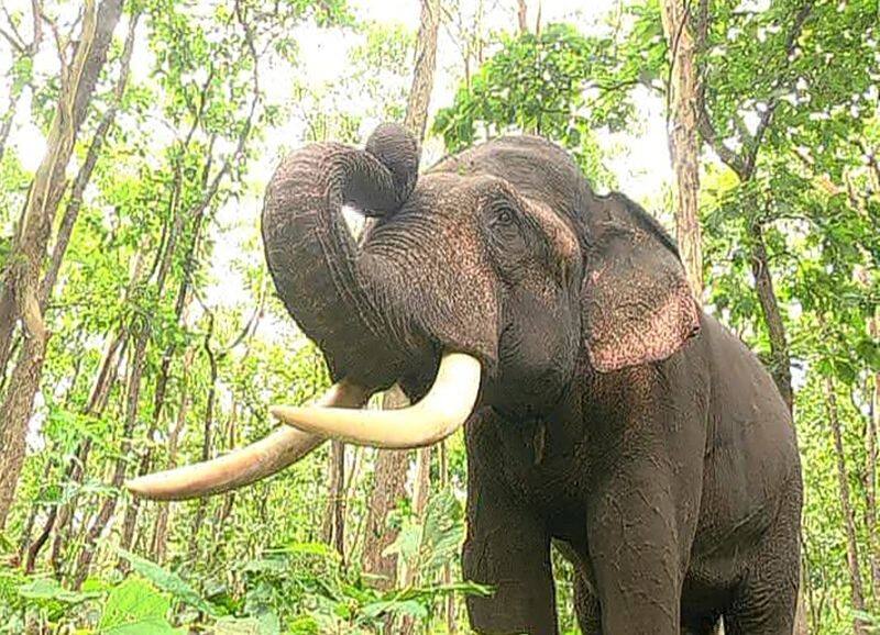 Elephant Ranga Passed Away in Sakrebyle Elephant Camp in Shivamogga grg