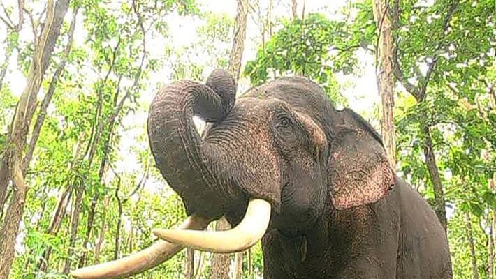 An elephant dies due to electrocution in Malbazar BTG An elephant dies due to electrocution in Malbazar BTG