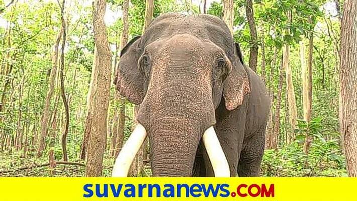 wild Elephants Destroy 4 Acres Crops in shivamogga snr wild Elephants Destroy 4 Acres Crops in shivamogga snr