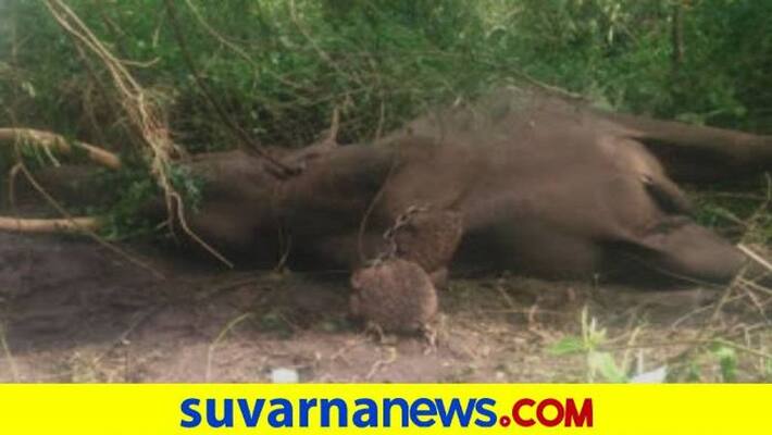 Elephant Ranga Passed Away in Sakrebyle Elephant Camp in Shivamogga grg Elephant Ranga Passed Away in Sakrebyle Elephant Camp in Shivamogga grg