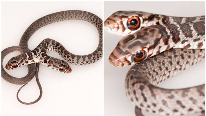 Family pet cat brings two headed snake inside home Family pet cat brings two headed snake inside home