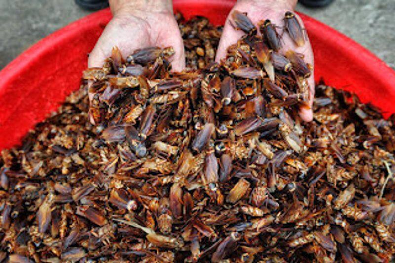 Cockroach farming which has become a booming industry in China