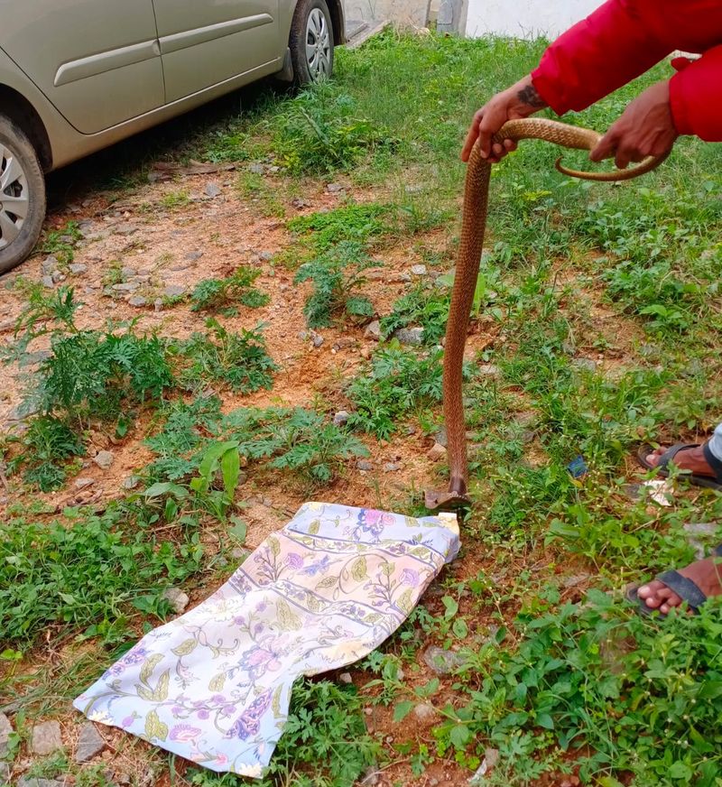 Bengaluru Dattatreya Nagar residents facing problem of snakes With rain rbj