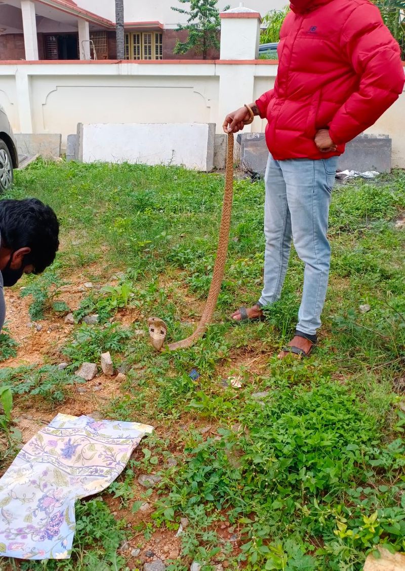 Bengaluru Dattatreya Nagar residents facing problem of snakes With rain rbj