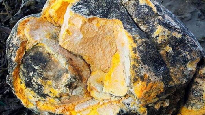 ambergris worth Rs 26 crore seized in Mumbai, five arrested ambergris worth Rs 26 crore seized in Mumbai, five arrested