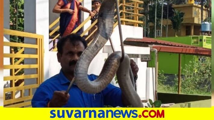 Cobra Caught in Kodagu snr Cobra Caught in Kodagu snr