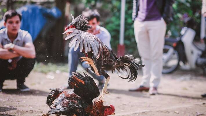eluru range dig palaraju warns cock fights organizers eluru range dig palaraju warns cock fights organizers